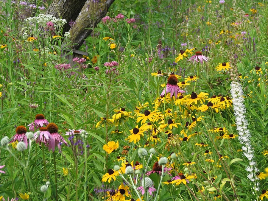 Plant a native prairie!