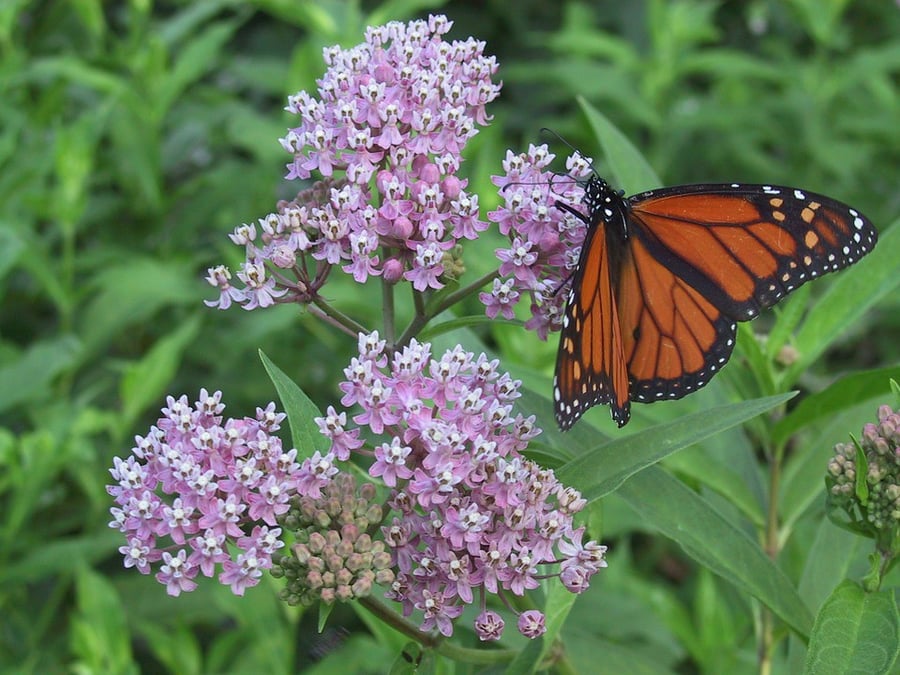 Plant Milkweed (asclépiade) and save the monarch butterfly