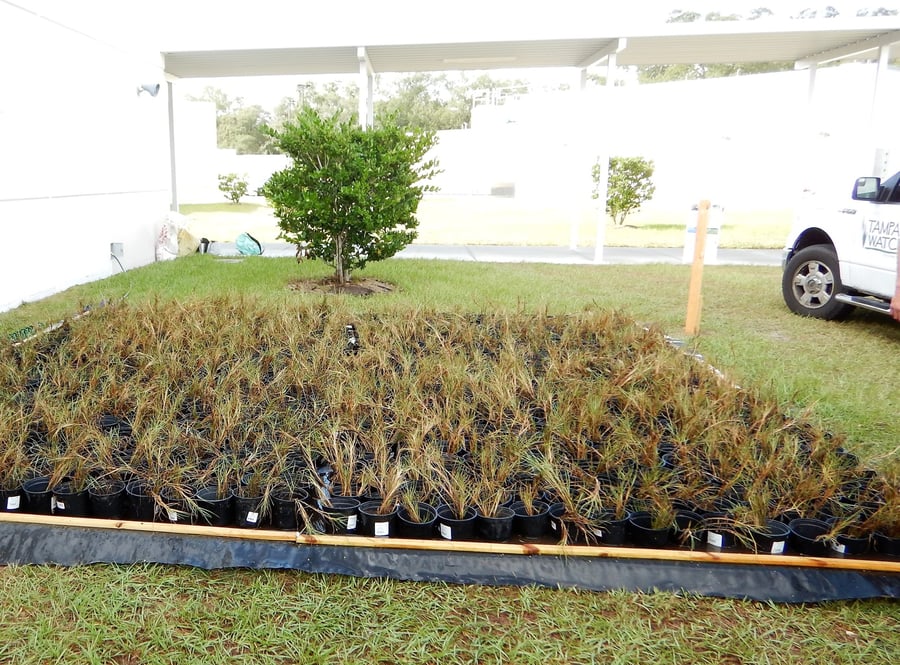 Participate in Habitat Restoration