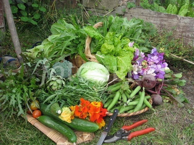 Ogilvie High School Sustainable Food Production Garden