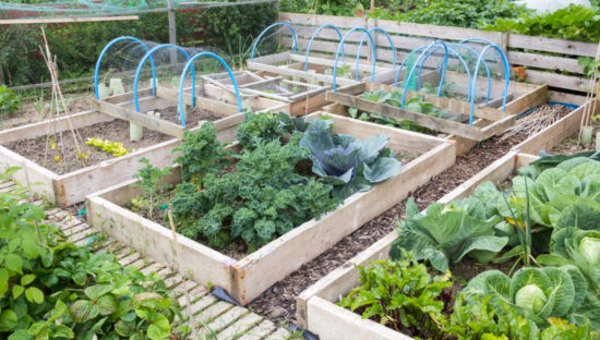 Planting vegetables and fruits in your garden