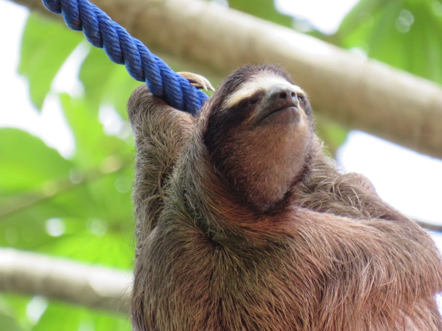 Connected Gardens - The Sloth Conservation Foundation