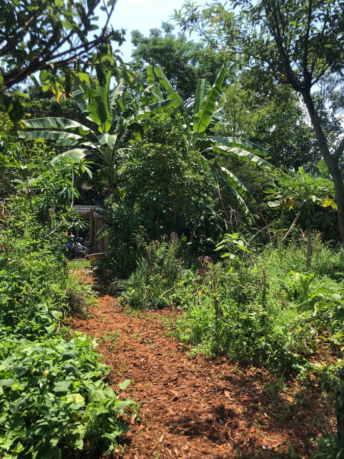Multifunctional Food Forest