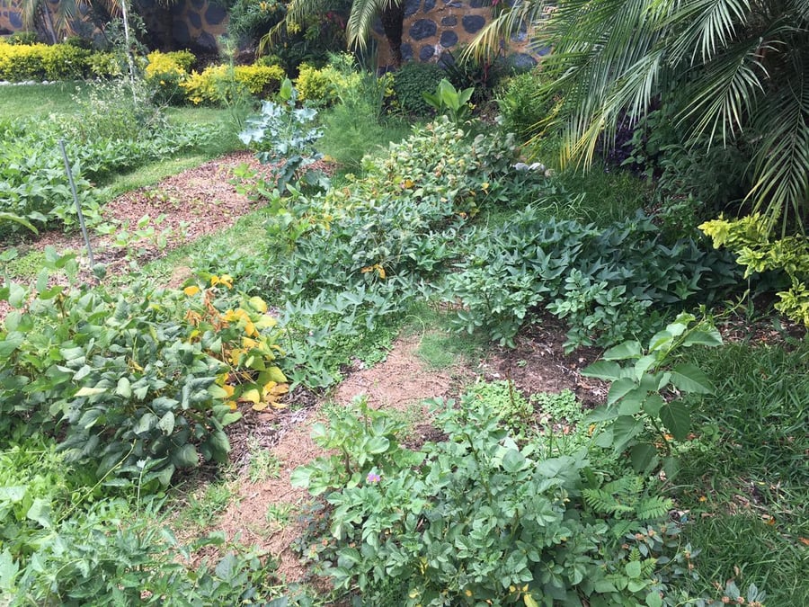 Huerto Biointensivo Tamazula
