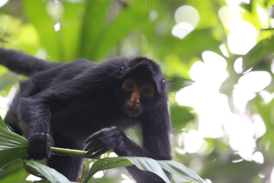 Taricaya EcoReserve
