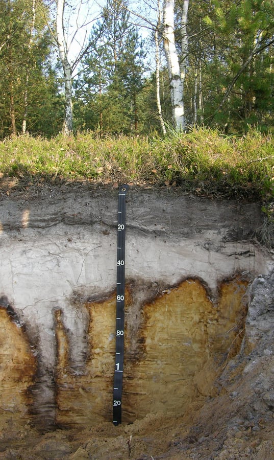 Podzol arenický