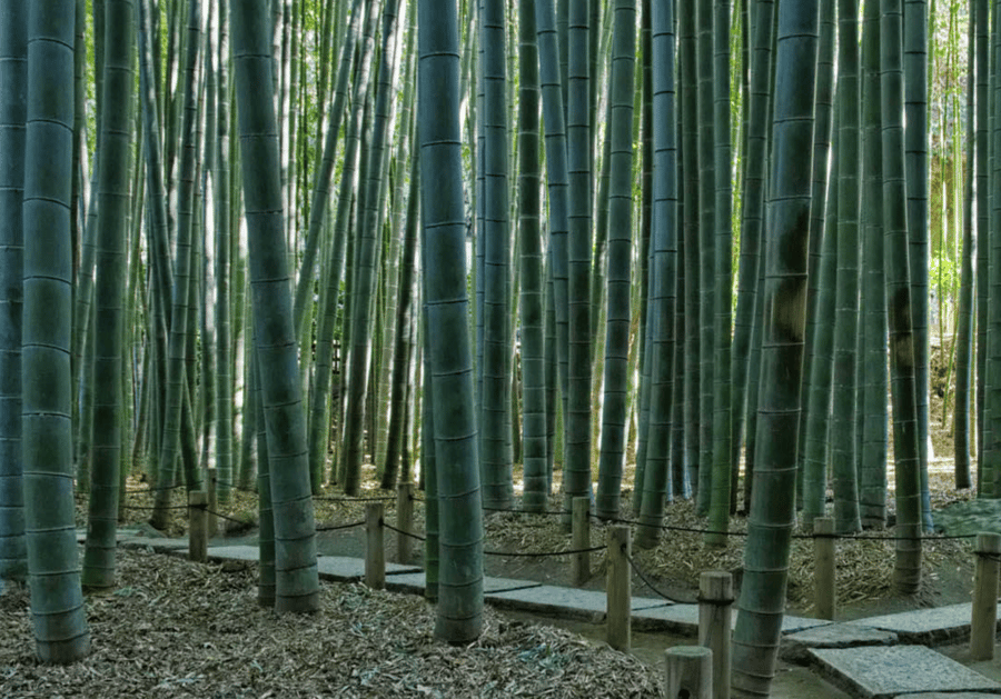 Tempio Hōkokuji