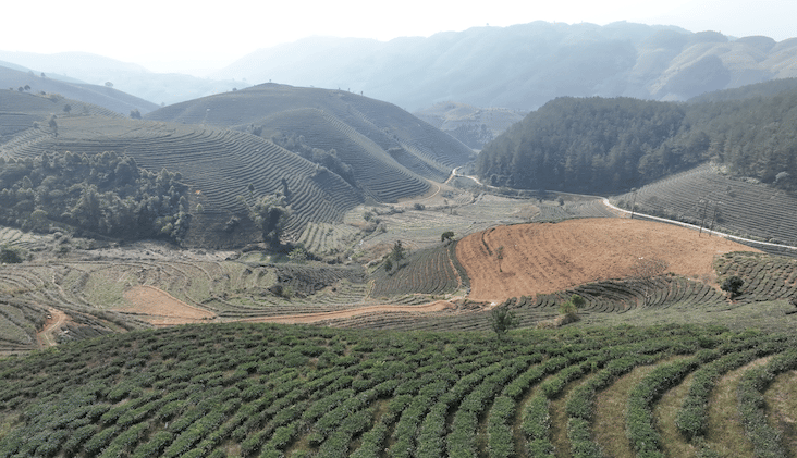 Čajové plantáže Đồi mâm xôi Tân Uyên