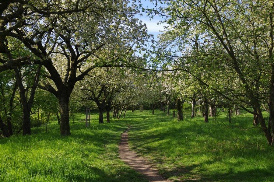 Vokovická třešňovka