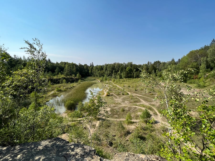 Rasová