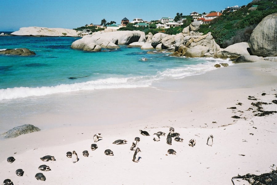 Boulders Beach
