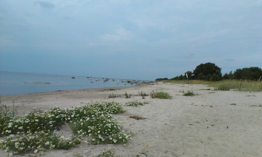 Alliklepa, Estonia