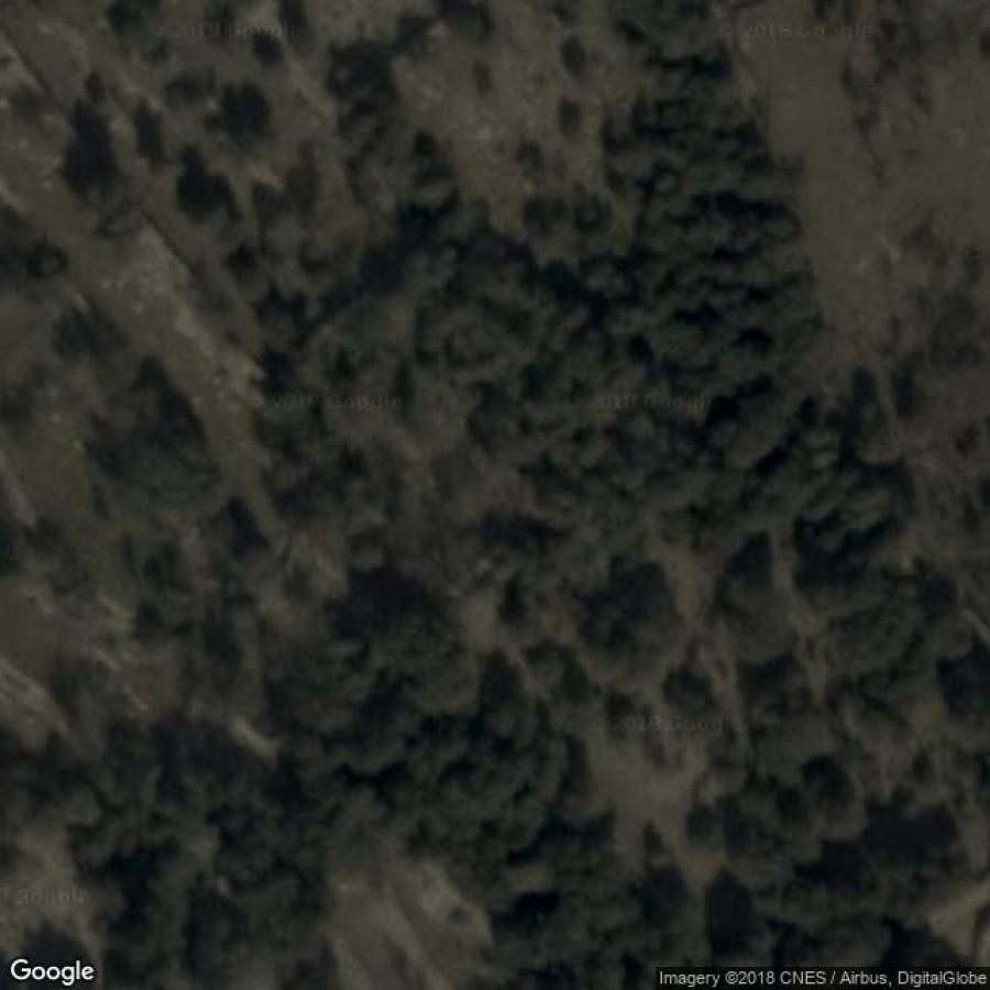 Lunski maslinici/Olive Trees of Lun