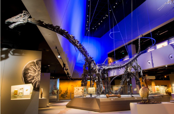 NUS Lee Kong Chian Natural History Museum