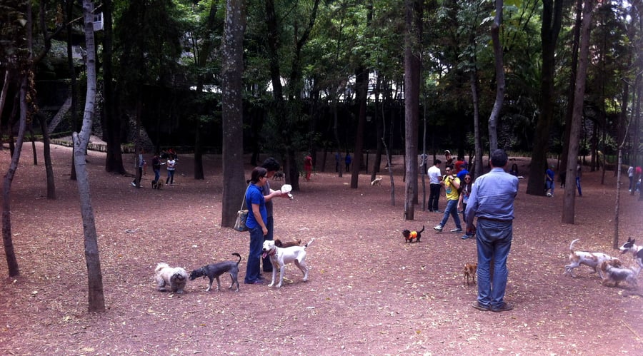 Parque Hundido - Zona canina