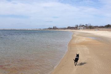 Monomoy Beach