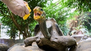 ZOO