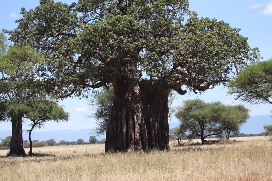 Tarangire National Park