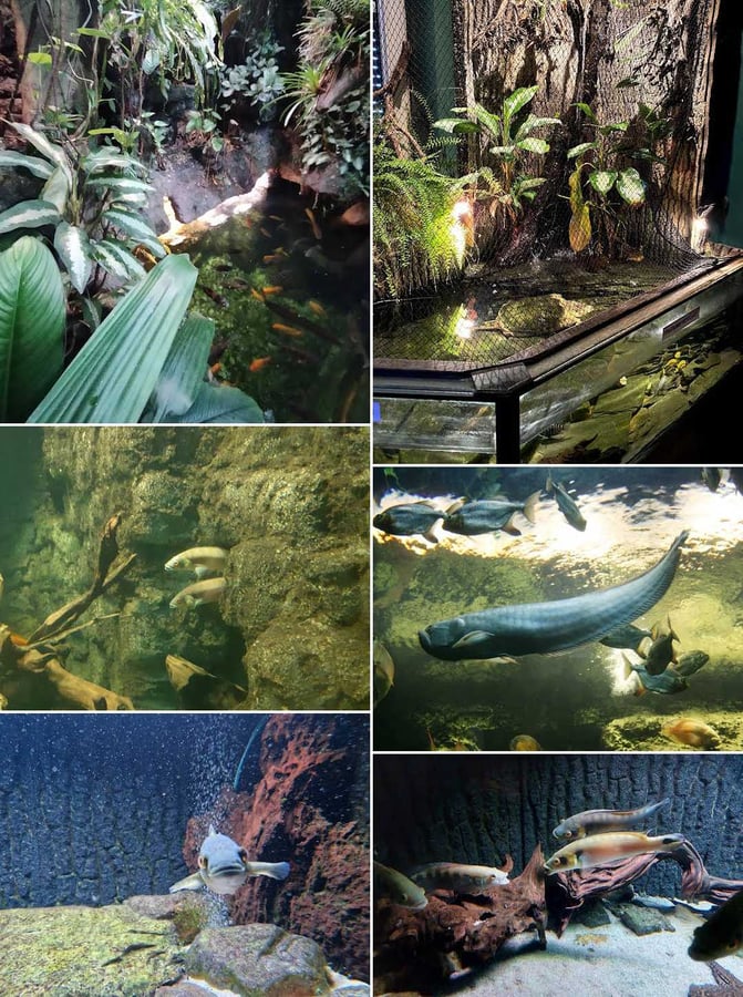 Obři akvarium