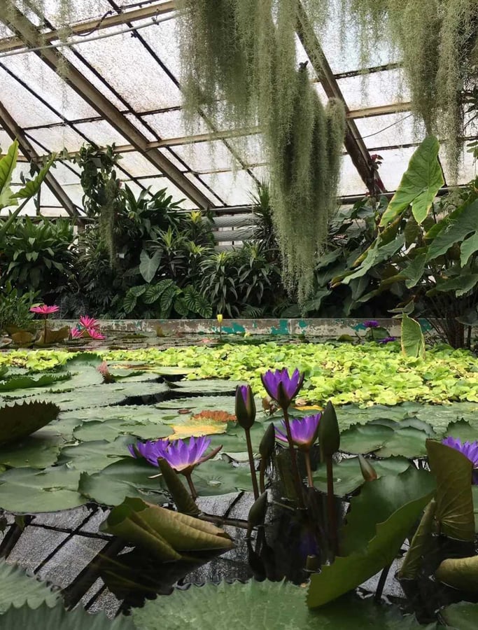 Botanická záhrada UK