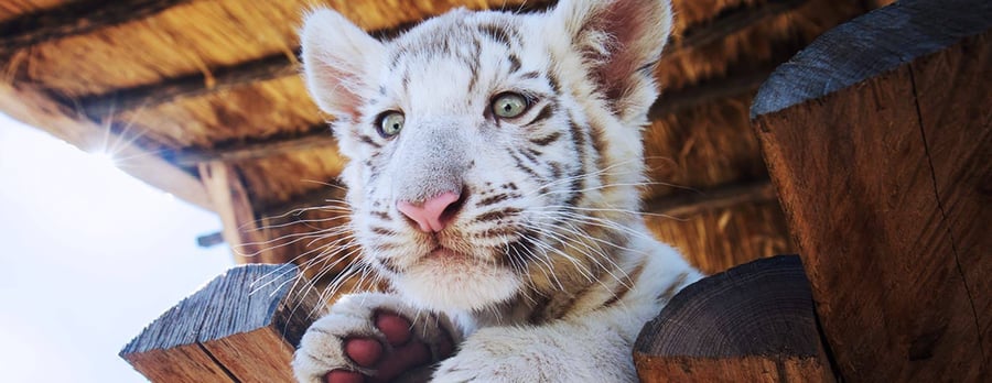 Malkia park zoo