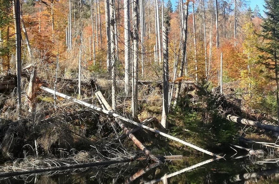 Boubín Forest - the largest original forest in Central Europe