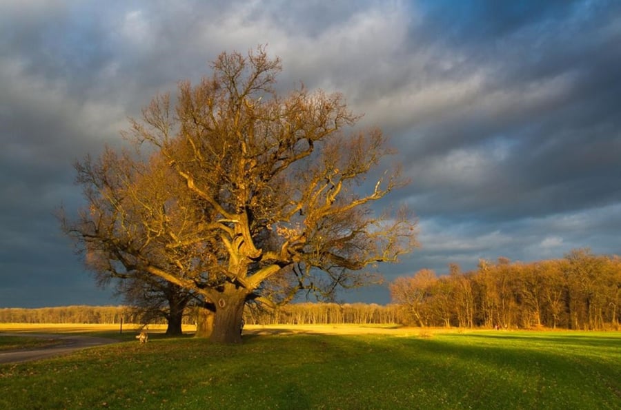 Dančí obora Veltrusy
