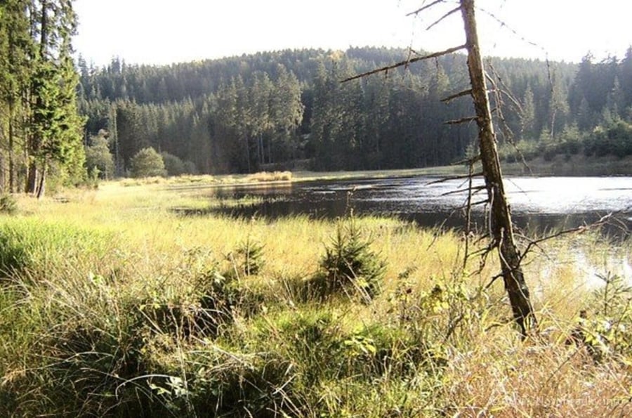 Kapelníkův rybník u Pohoří na Šumavě