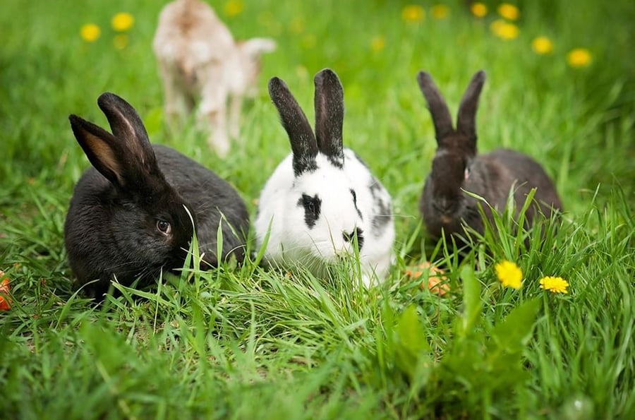 Rabbit island Lipno nad Vltavou - currently without rabbits