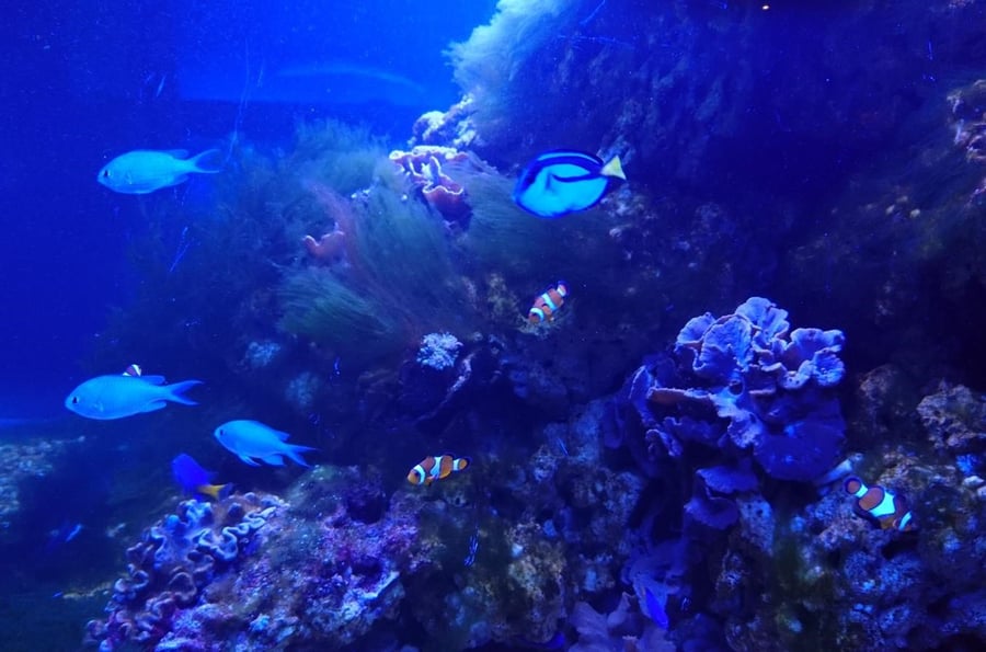 Frymburk Aquarium - exposition The World Under the Water in Frymburk