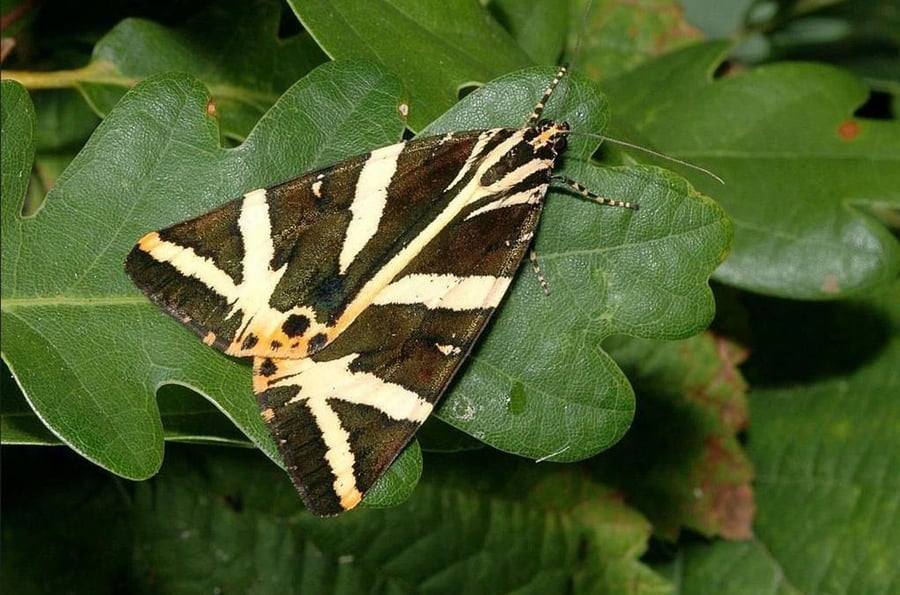 Břežanské údolí nature reserve