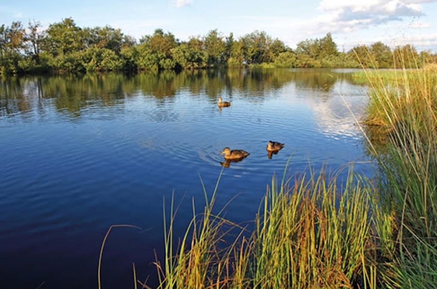 Natural swimming pool Dlouhý rybník in Cínovec