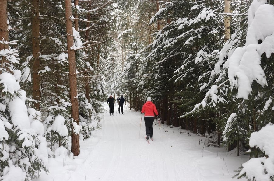 Novohradské mountains on cross -country skis: Hojnovodská bila trail