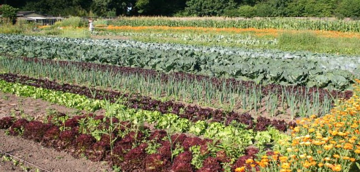 Tuinderij de Volle Grond | Pergola bio-groenteabonnement