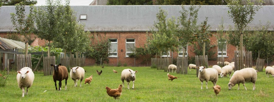 Boerderijwinkel De Hondspol | Eigen biologisch/dynamische zuivel en vlees, biologische groenten.