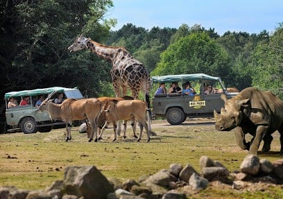 Ree park safari