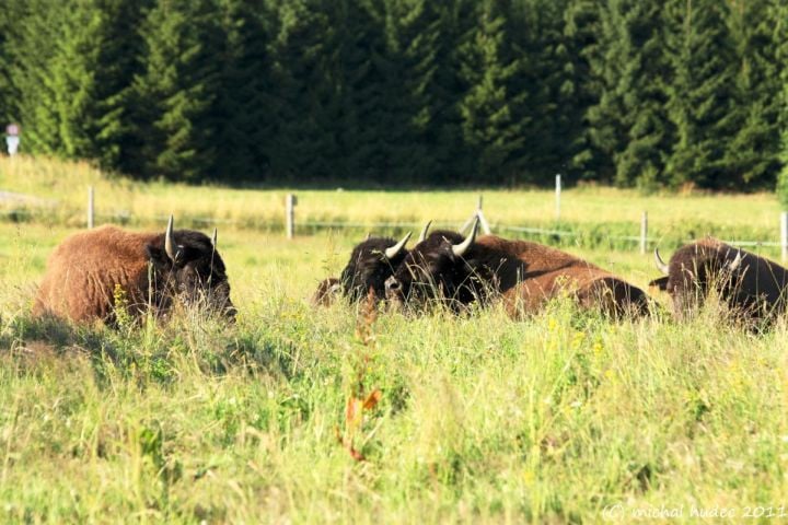Bison Ranch Rožnov.