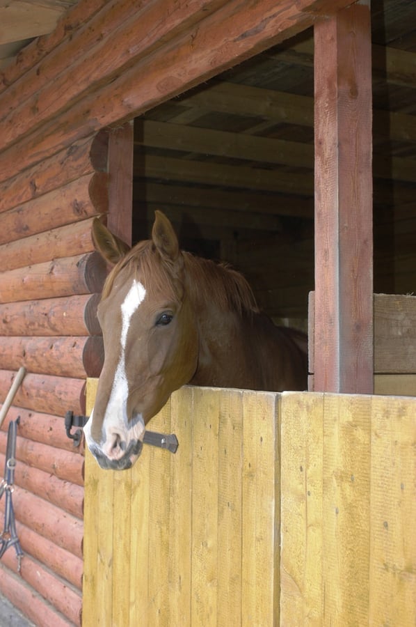 Jezdecká stáj Blue Horse