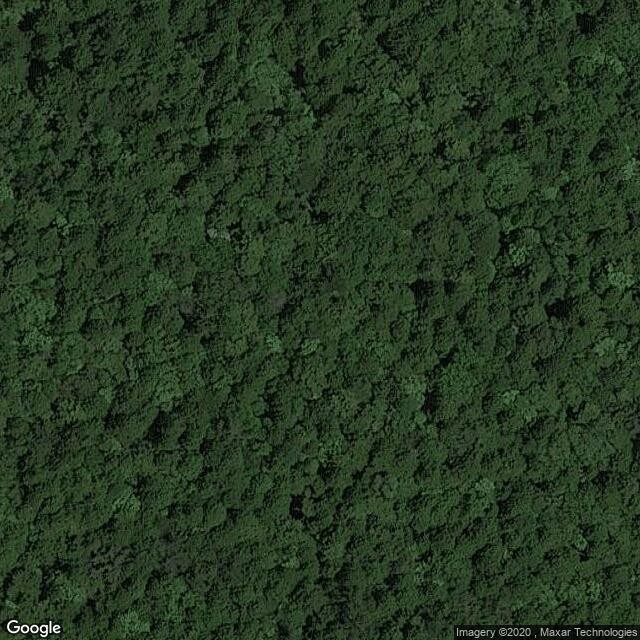 Aokigahara - the suicide forest