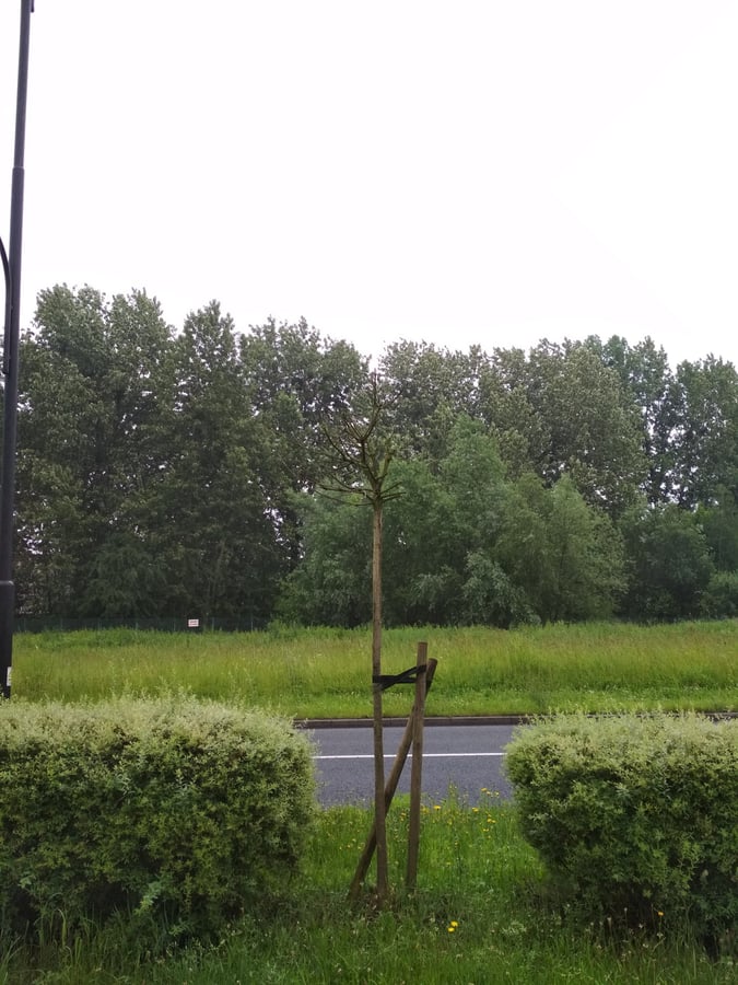 Gliwice