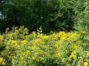 Claire Gemmp-Davidson Memorial Conservation Area