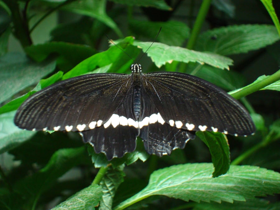 Niagara Parks Butterfly Conservatory