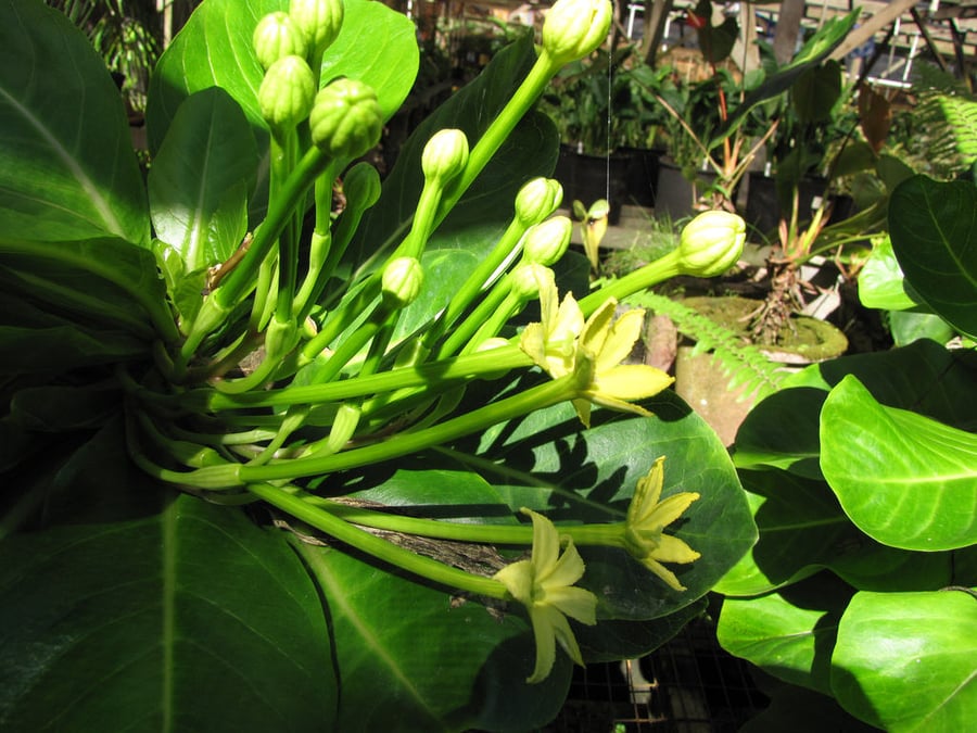 Sacred Garden of Maliko