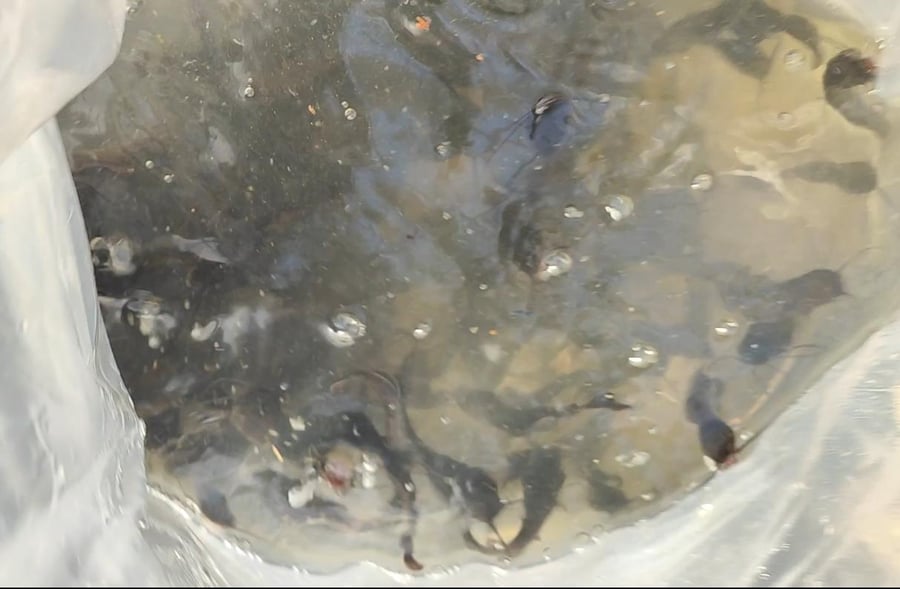 Žížalí zahrada - brzy, začínám