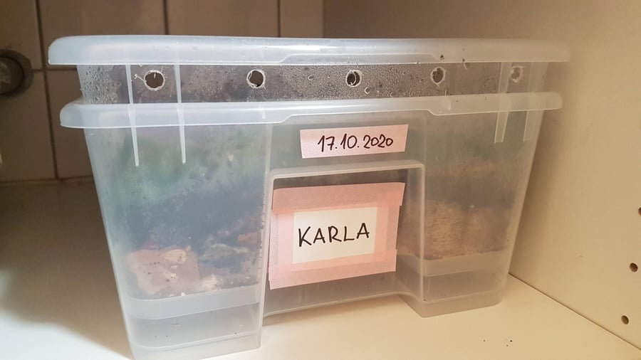 Karla