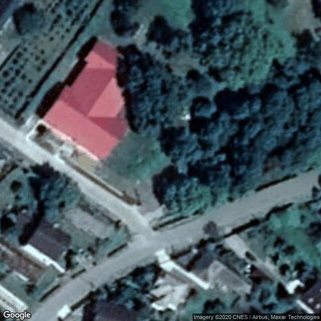 Platan západný - Platanus occidentalis