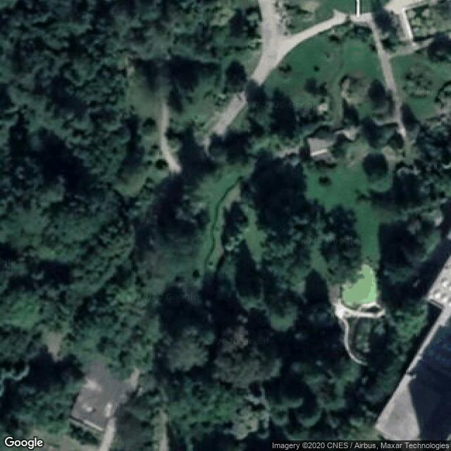 Sekvojovec mamuti - Giant Ssequoia - Sequoiadendron giganteum