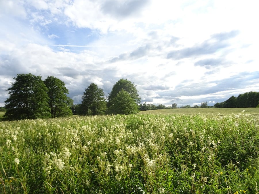 Prosetín - úpolínové louky