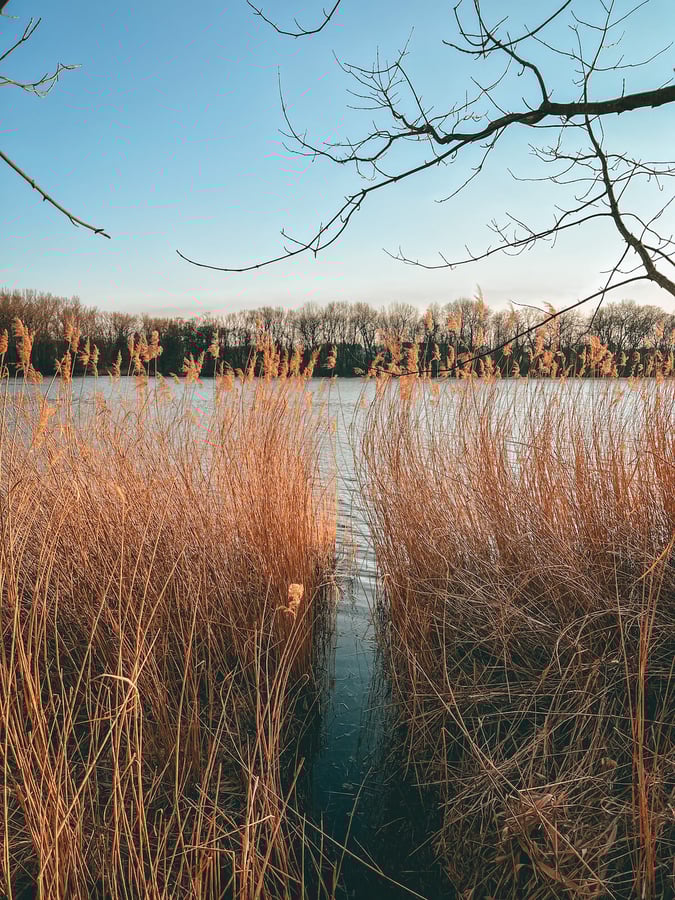 Litovický rybník