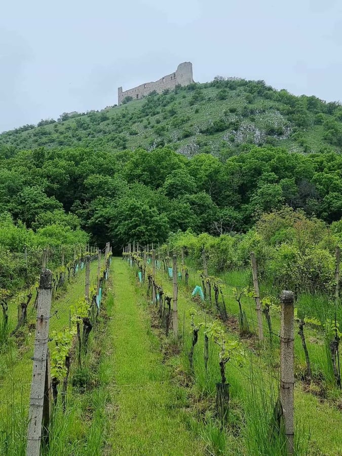 Vinařská naučná stezka Mikulov